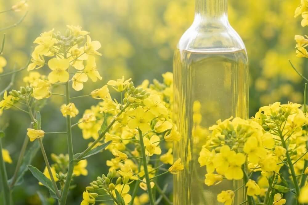 Canola Oil